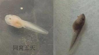 国产蝌蚪网,探索创新科技，引领未来生活新潮流