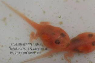 国产蝌蚪网,探索创新科技，引领未来生活新潮流