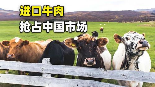 国产牛牛视频,探寻中国本土牛牛文化的魅力与传承