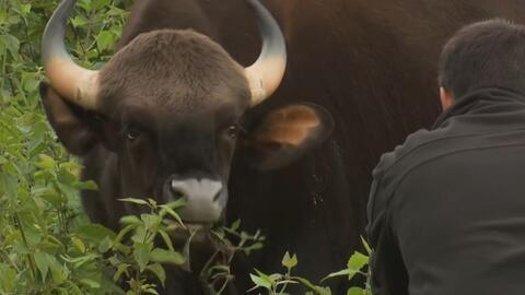 国产牛牛视频,探寻中国本土牛牛文化的魅力与传承